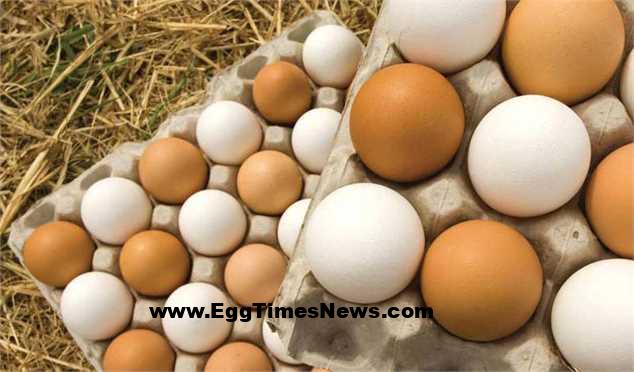 تولیدکنندگان تخم‌مرغ در جهان؛ روایت دردها و چالش‌ها