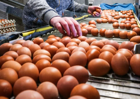 رشد پایدار بازار جهانی تخم‌مرغ تا سال ۲۰۳۵؛ فرصت‌ها و چالش‌ها