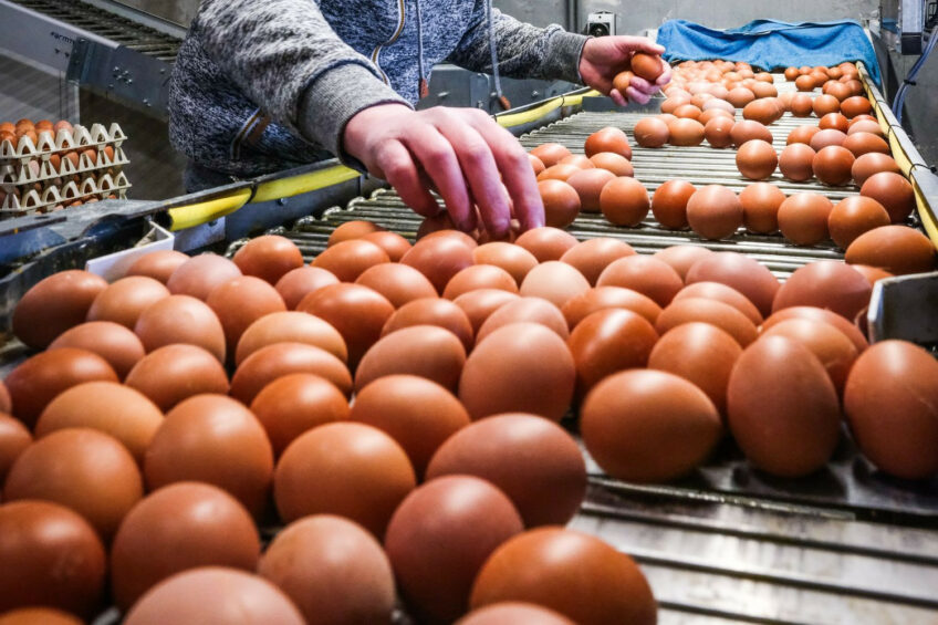 رشد پایدار بازار جهانی تخممرغ تا سال ۲۰۳۵؛ فرصتها و چالشها
