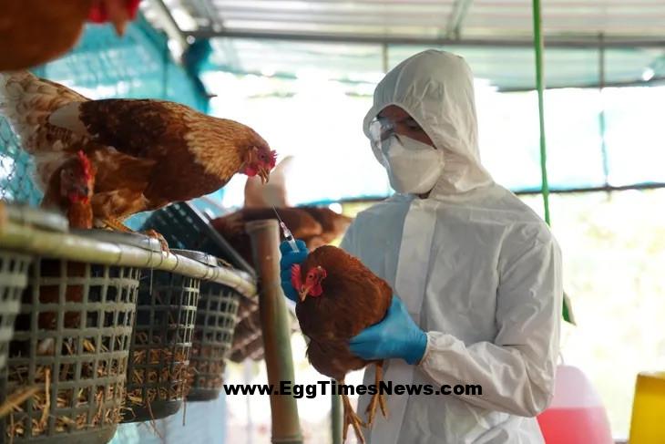 شیوع جدید آنفلوانزای پرندگان در مزرعه تجاری آرژانتین