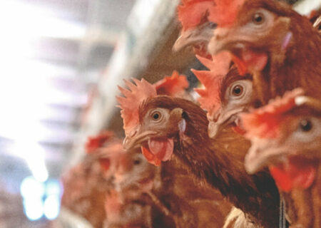 Hendrix Genetics با سرمایه‌گذاری استراتژیک در مراکز تحقیق و توسعه، برنامه‌های پرورش طیور خود را تقویت می‌کند.