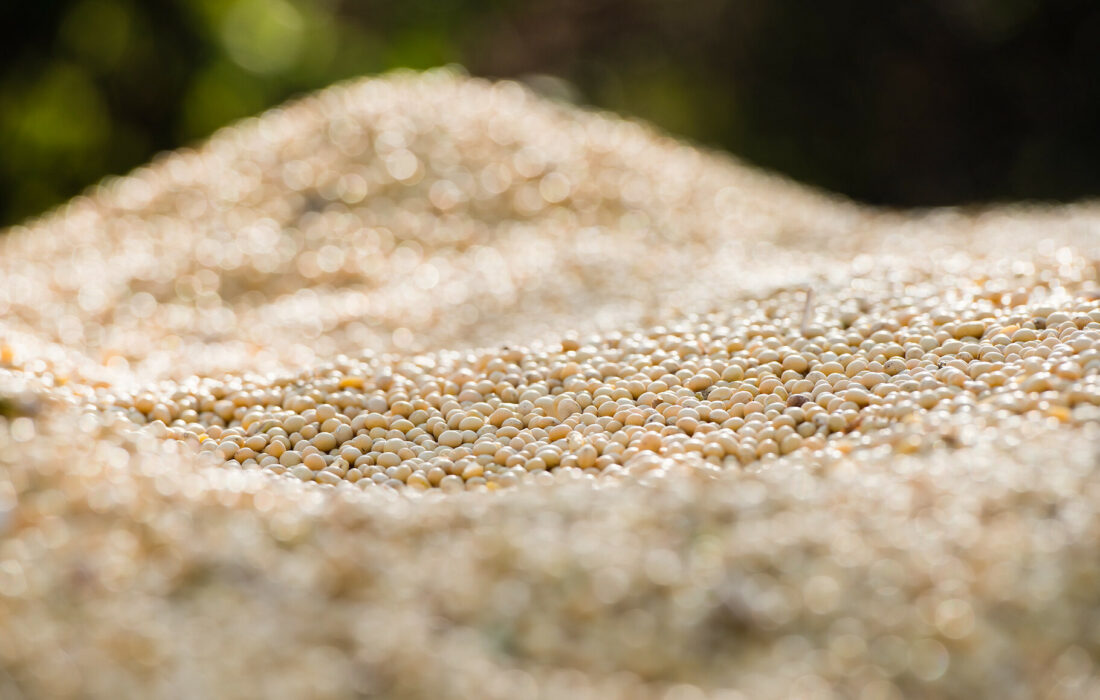 چین رکورد واردات سویا را شکست: آیا جنگ تجاری رویکرد بازار جهانی را تغییر می‌دهد؟