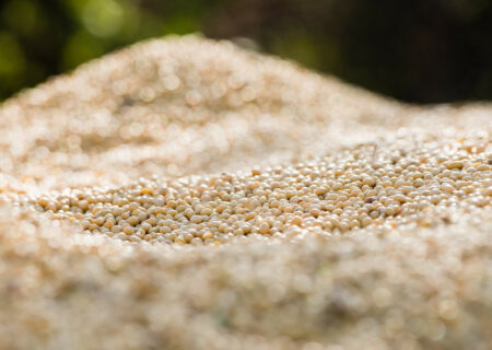 چین رکورد واردات سویا را شکست: آیا جنگ تجاری رویکرد بازار جهانی را تغییر می‌دهد؟