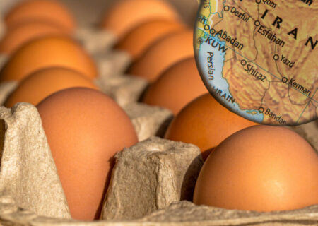 بحران صنعت طیور ایران؛ ورشکستگی قریب‌الوقوع مرغداران