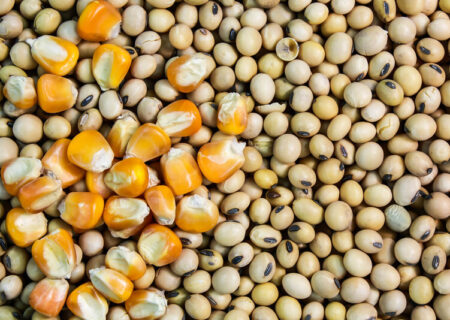 برزیل افزایش تولید سویا و ذرت را گزارش می‌دهد.