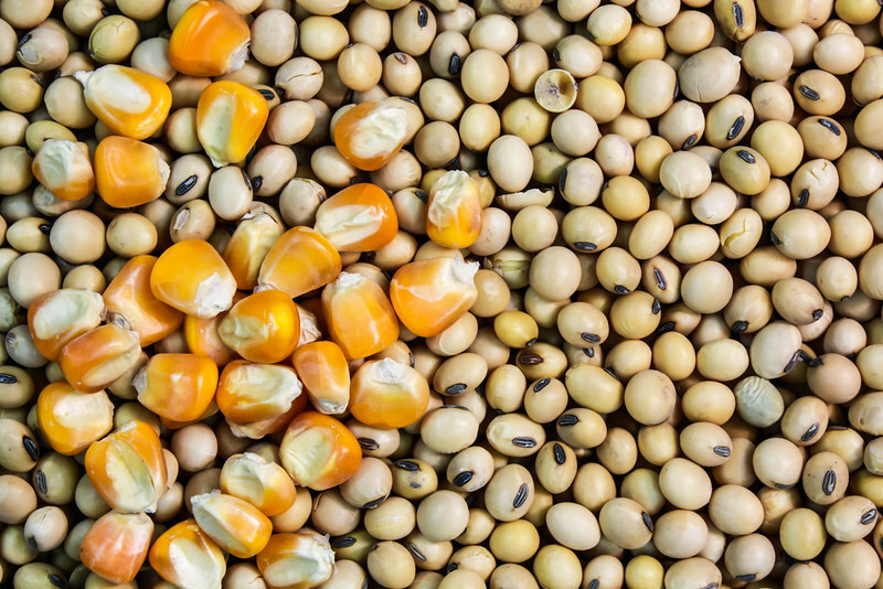 برزیل افزایش تولید سویا و ذرت را گزارش میدهد.