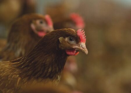 قدرت پولت (نیمچه مرغ تخم‌گذار)