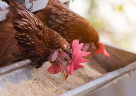 مکمل‌های نوین که عملکرد را بهبود دادند.