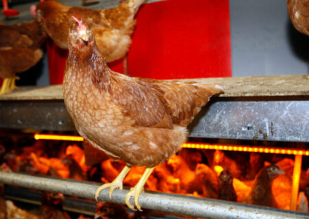 تأثیر محدود توافق مرکوسور بر کشاورزی هلند