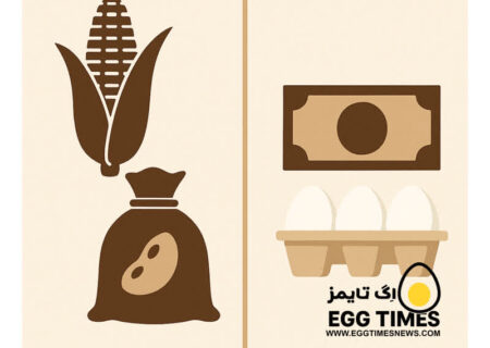 چرخه معیوب در صنعت تخم‌گذار؛ خرید نقدی نهاده‌ها و فروش نسیه محصول