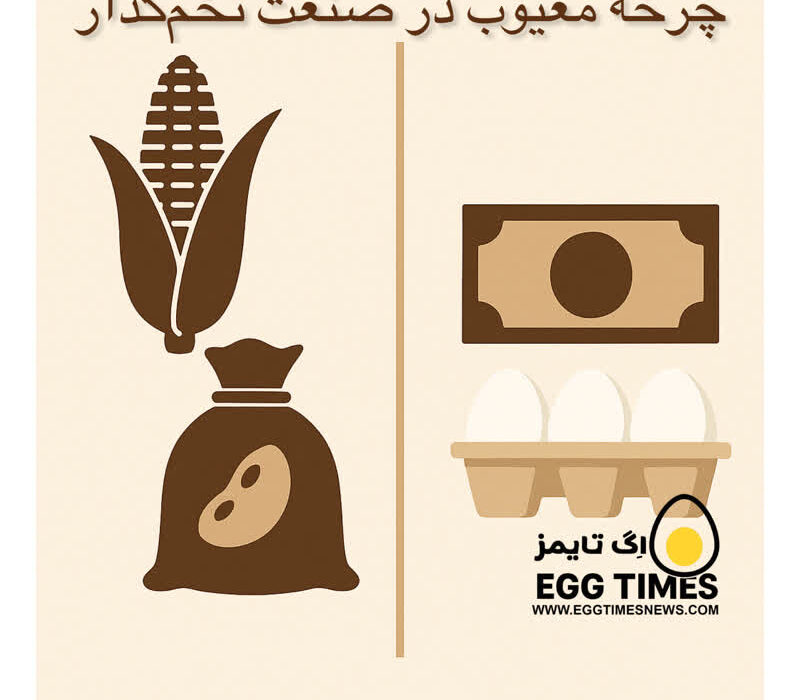 چرخه معیوب در صنعت تخم‌گذار؛ خرید نقدی نهاده‌ها و فروش نسیه محصول