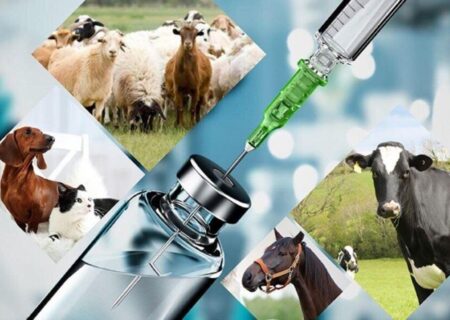 واردکنندگان داروهای دامپزشکی موفق به دریافت ارز نشده‌اند.