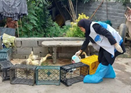 واکسیناسیون طیور بومی در مازندران شروع شد.