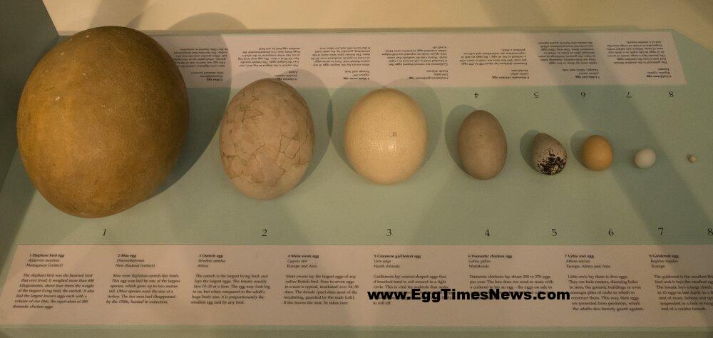 6289534 بزرگترین «تخم» جهان، متعلق به کدام پرنده است؟