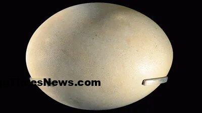 بزرگترین «تخم» جهان، متعلق به کدام پرنده است؟