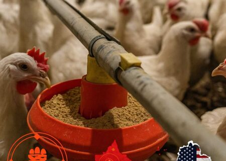 رشد تولید خوراک طیور تخم‌گذار و نوآوری‌های پروبیوتیکی