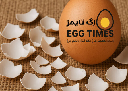 راهکارهای واقعی و عملی برای حفظ استحکام پوسته تخم‌مرغ در سنین ۸۰ تا ۹۰ هفتگی مرغ تخم‌گذار