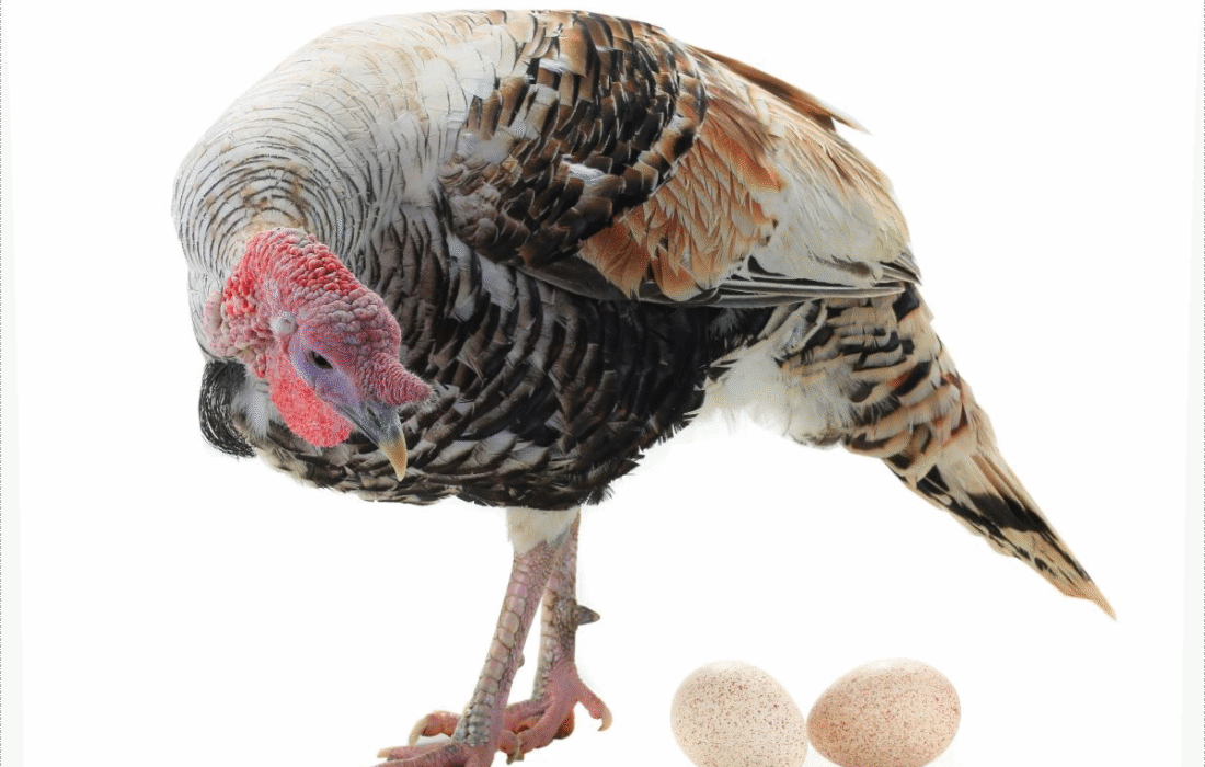 مقایسه تخم بوقلمون و مرغ؛ کدام یک مقرون‌به‌صرفه‌تر است؟