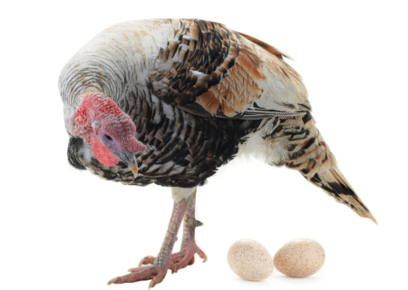 مقایسه تخم بوقلمون و مرغ؛ کدام یک مقرون‌به‌صرفه‌تر است؟