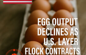 روند نزولی در صنعت تخم‌مرغ امریکا؛ تولید و نرخ تخم‌گذاری افت کرد