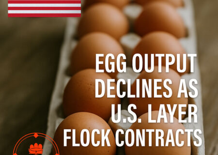 روند نزولی در صنعت تخم‌مرغ امریکا؛ تولید و نرخ تخم‌گذاری افت کرد