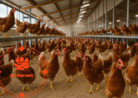 رشد تعهدات «بدون قفس» در صنعت تخم‌مرغ — بیش از ۹۰٪ تا سال ۲۰۲۵ تحقق یافت