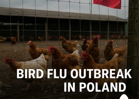لهستان شیوع آنفلوآنزای پرندگان در دو مزرعه شمالی گزارش کرد