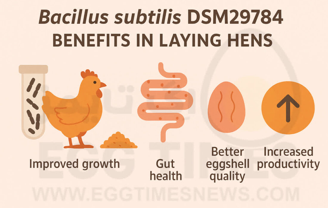 راهکاری نوین برای بهبود سلامت پولت‌ها و کیفیت پوسته تخم‌مرغ