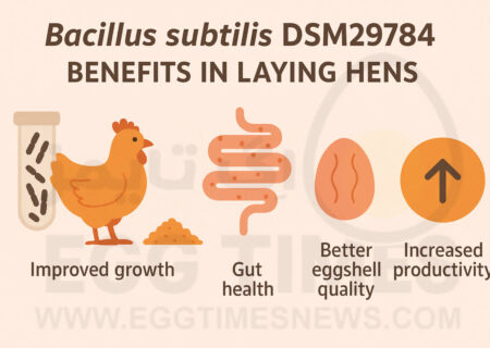 راهکاری نوین برای بهبود سلامت پولت‌ها و کیفیت پوسته تخم‌مرغ
