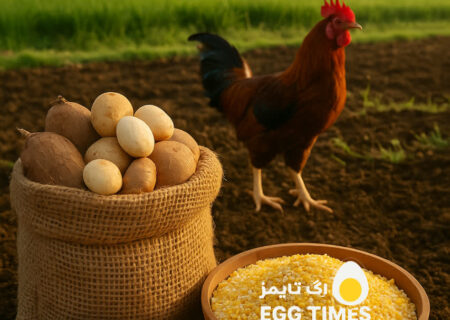 پژوهشگران اندونزی: ترکیب ساگو و کاساوا جایگزینی اقتصادی برای ذرت در خوراک طیور