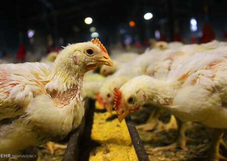 کشف یک انگل جدید در مزارع مرغ گوشتی ایران