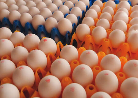 تخم‌مرغ از ایران به ۱۱ کشور صادر می‌شود.
