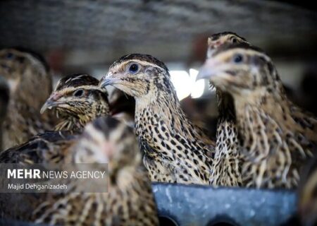 واکسیناسیون ۲ میلیون قطعه طیور بومی در مازندران انجام شد