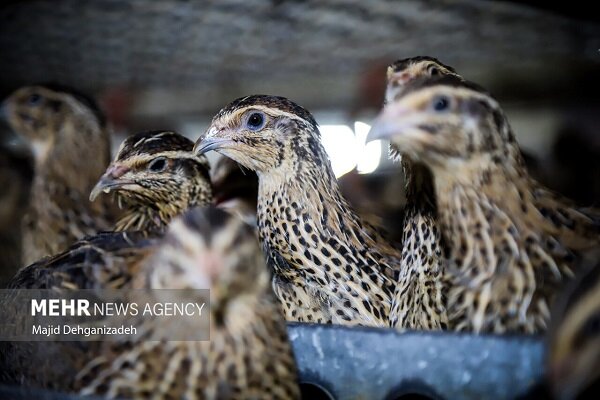 واکسیناسیون ۲ میلیون قطعه طیور بومی در مازندران انجام شد