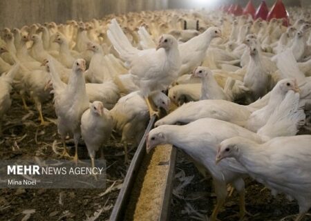 هشدار دامپزشکی درباره شیوع آنفلوانزای فوق‌حاد پرندگان در فصل سرما