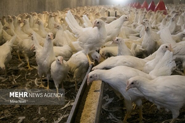 هشدار دامپزشکی درباره شیوع آنفلوانزای فوقحاد پرندگان در فصل سرما