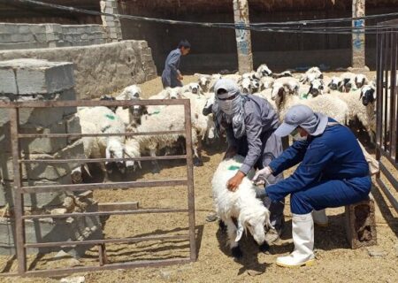 نظارت دامپزشکی گلستان بر سلامت دام‌ها از مزرعه تا سفره