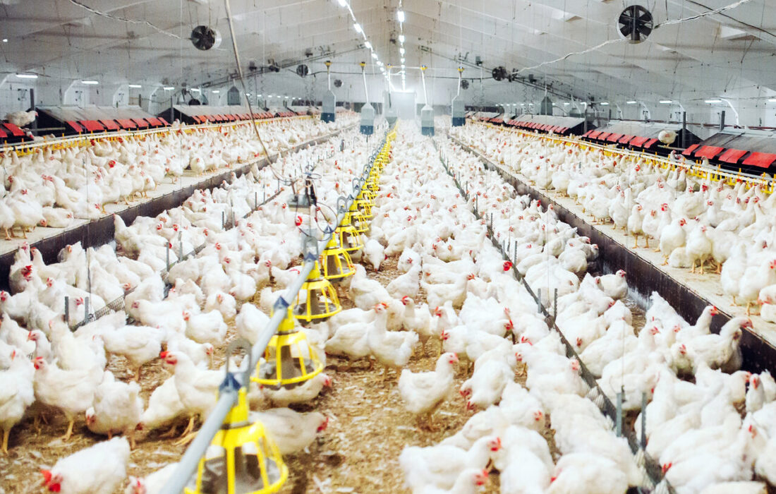 سازمان دامپزشکی هشدار داد.