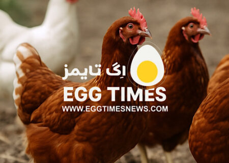 مرغ‌های تخم‌گذار بدون قفس؛ کدام نژاد برای رفاه بهتر مناسب‌تر است؟