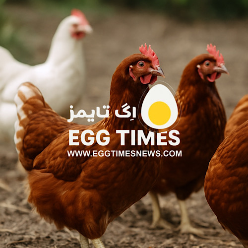 مرغهای تخمگذار بدون قفس؛ کدام نژاد برای رفاه بهتر مناسبتر است؟