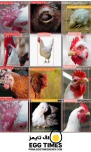 خروجی مدل؛ مرغ‌های سالم و بیمار با جعبه‌های دورشان و برچسب بیماری (Fowl Pox, Newcastle, Infectious Coryza) مشخص شده‌اند