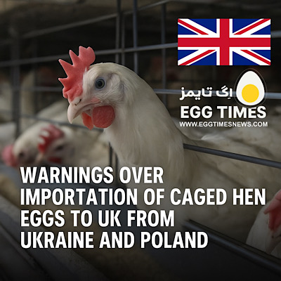 هشدارها درباره واردات تخممرغهای مرغ قفسی به بریتانیا از اوکراین و لهستان