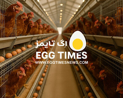 تأثیر انرژی و لیزین جیره بر عملکرد مرغ‌های تخم‌گذار در اوج تولید