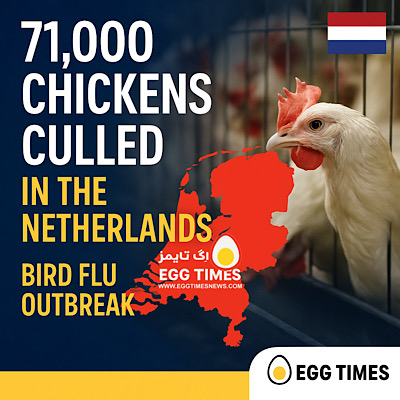 هلند ۷۱٬۰۰۰ مرغ را به‌دلیل شیوع آنفلوآنزای پرندگان معدوم می‌کند
