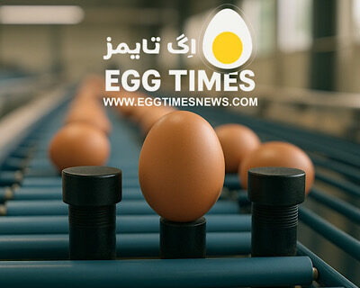 الگوریتم هوشمند جدید برای سنجش کیفیت تخم‌مرغ بدون شکستن آن