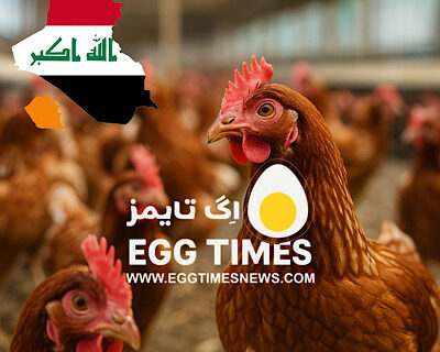 شیوع جدید H5N1 در عراق: ۱۲٬۰۰۰ مرغ تلف شدند