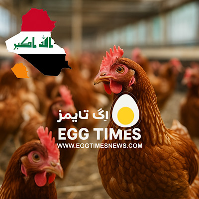 شیوع جدید H5N1 در عراق: ۱۲٬۰۰۰ مرغ تلف شدند