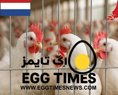 دولت هلند دستور داد: تمام مرغ‌ها به داخل سالن منتقل شوند!