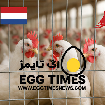 دولت هلند دستور داد: تمام مرغها به داخل سالن منتقل شوند!