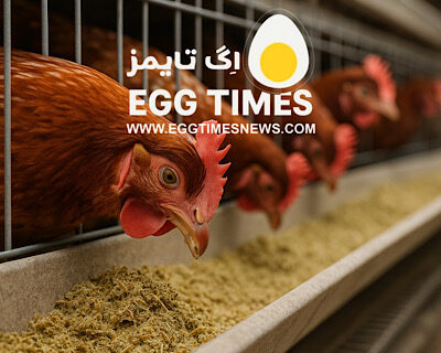 تمرکز جدید بر فیبر در تغذیه طیور؛ ماده مغذی یا ضد‌مغذی؟